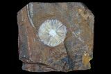 Fossil Winged Walnut (Juglandaceae) Fruit - North Dakota #96810-1